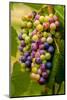 USA, Washington, Okanogan Valley. Pinot Grapes in Veraison in Vineyard-Richard Duval-Mounted Photographic Print