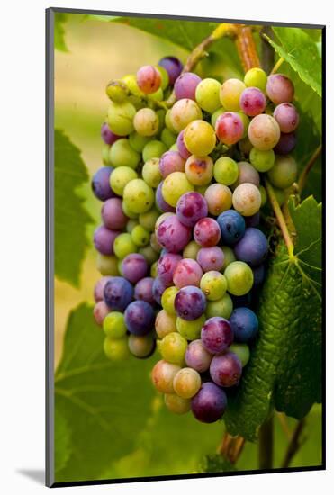 USA, Washington, Okanogan Valley. Pinot Grapes in Veraison in Vineyard-Richard Duval-Mounted Photographic Print