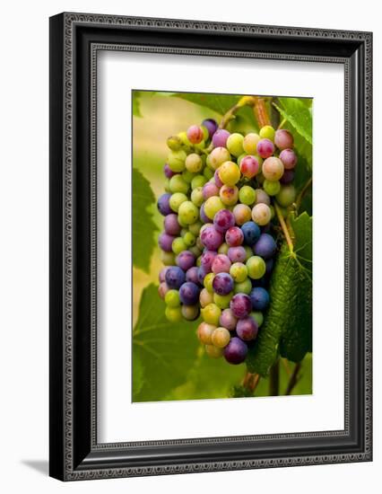 USA, Washington, Okanogan Valley. Pinot Grapes in Veraison in Vineyard-Richard Duval-Framed Photographic Print