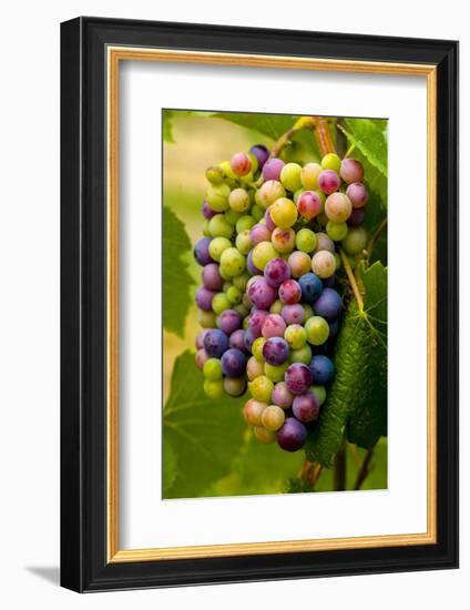 USA, Washington, Okanogan Valley. Pinot Grapes in Veraison in Vineyard-Richard Duval-Framed Photographic Print