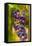 USA, Washington, Okanogan Valley. Pinot grapes in veraison ripen-Richard Duval-Framed Premier Image Canvas