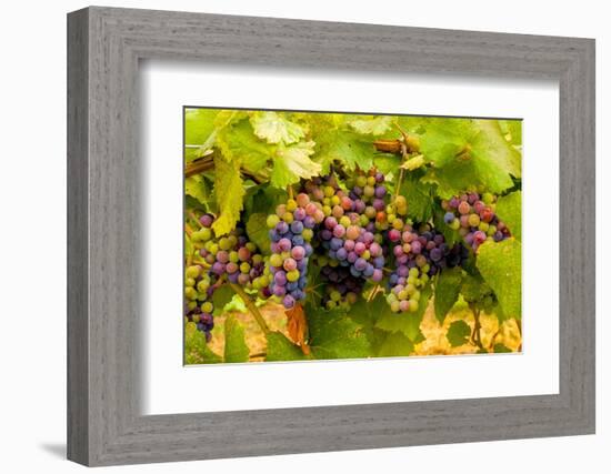 USA, Washington, Okanogan Valley. Pinot Grapes Ripen During Veraison-Richard Duval-Framed Photographic Print