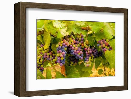 USA, Washington, Okanogan Valley. Pinot Grapes Ripen During Veraison-Richard Duval-Framed Photographic Print