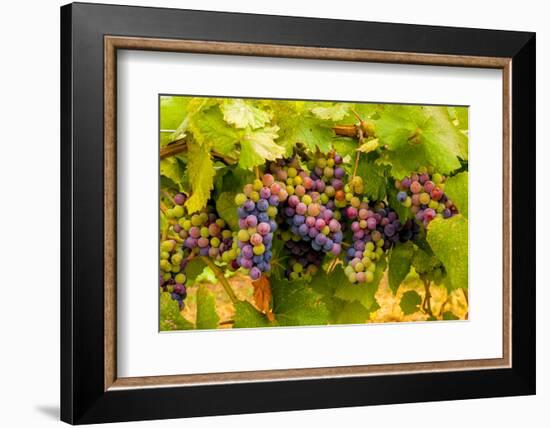 USA, Washington, Okanogan Valley. Pinot Grapes Ripen During Veraison-Richard Duval-Framed Photographic Print