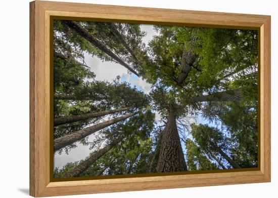 USA, Washington. Old Growth Douglas Fir Tree Canopy, Mt. Rainier-Gary Luhm-Framed Premier Image Canvas