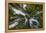 USA, Washington. Old Growth Douglas Fir Tree Canopy, Mt. Rainier-Gary Luhm-Framed Premier Image Canvas