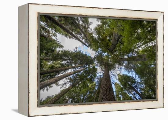 USA, Washington. Old Growth Douglas Fir Tree Canopy, Mt. Rainier-Gary Luhm-Framed Premier Image Canvas