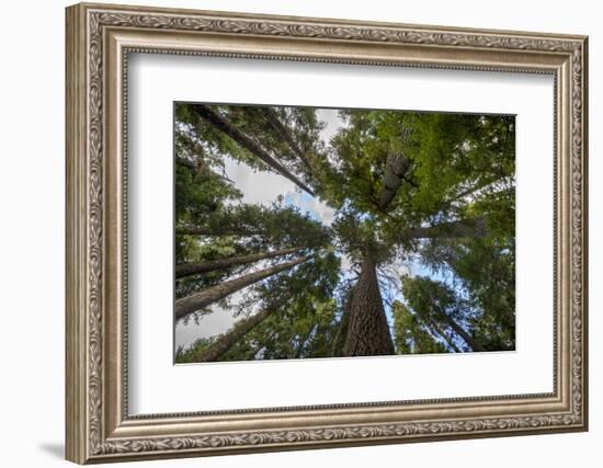 USA, Washington. Old Growth Douglas Fir Tree Canopy, Mt. Rainier-Gary Luhm-Framed Photographic Print