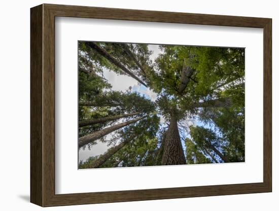 USA, Washington. Old Growth Douglas Fir Tree Canopy, Mt. Rainier-Gary Luhm-Framed Photographic Print