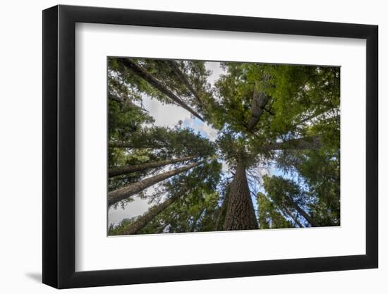 USA, Washington. Old Growth Douglas Fir Tree Canopy, Mt. Rainier-Gary Luhm-Framed Photographic Print