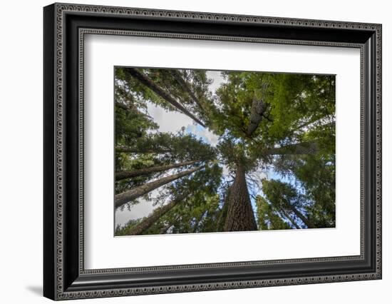 USA, Washington. Old Growth Douglas Fir Tree Canopy, Mt. Rainier-Gary Luhm-Framed Photographic Print