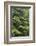 USA, Washington, Olympic Close-Up of Western Hemlock Tree-Jaynes Gallery-Framed Photographic Print