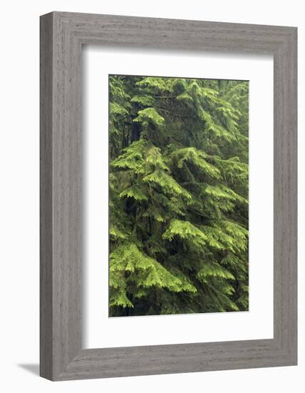 USA, Washington, Olympic Close-Up of Western Hemlock Tree-Jaynes Gallery-Framed Photographic Print