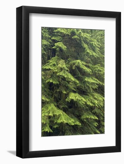 USA, Washington, Olympic Close-Up of Western Hemlock Tree-Jaynes Gallery-Framed Photographic Print