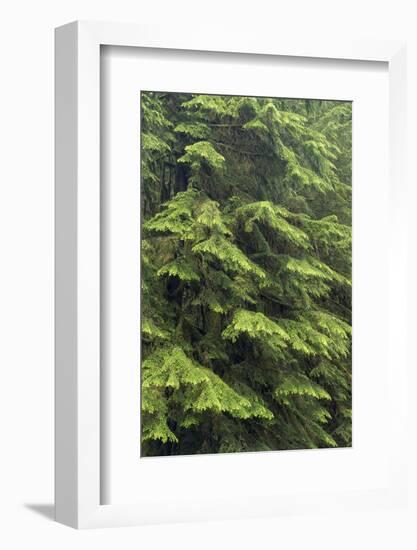 USA, Washington, Olympic Close-Up of Western Hemlock Tree-Jaynes Gallery-Framed Photographic Print