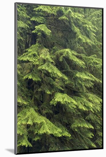 USA, Washington, Olympic Close-Up of Western Hemlock Tree-Jaynes Gallery-Mounted Photographic Print