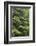 USA, Washington, Olympic Close-Up of Western Hemlock Tree-Jaynes Gallery-Framed Photographic Print