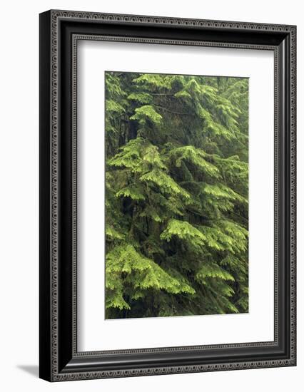 USA, Washington, Olympic Close-Up of Western Hemlock Tree-Jaynes Gallery-Framed Photographic Print