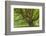 USA, Washington, Olympic National Park. Big Leaf Maple Tree-Jaynes Gallery-Framed Photographic Print