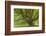 USA, Washington, Olympic National Park. Big Leaf Maple Tree-Jaynes Gallery-Framed Photographic Print