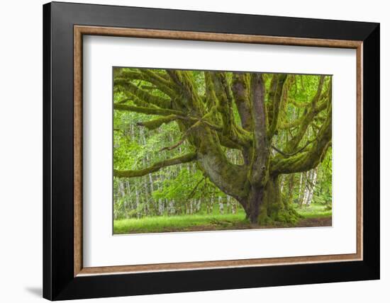 USA, Washington, Olympic National Park. Big Leaf Maple Tree-Jaynes Gallery-Framed Photographic Print