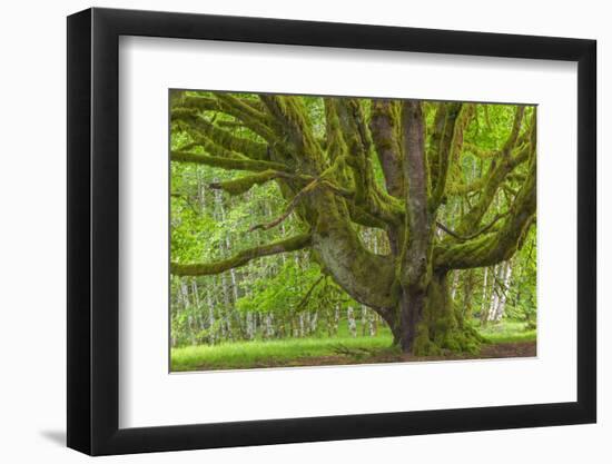 USA, Washington, Olympic National Park. Big Leaf Maple Tree-Jaynes Gallery-Framed Photographic Print