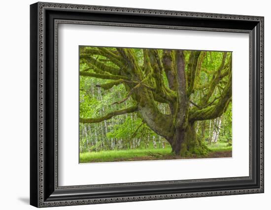 USA, Washington, Olympic National Park. Big Leaf Maple Tree-Jaynes Gallery-Framed Photographic Print