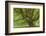 USA, Washington, Olympic National Park. Big Leaf Maple Tree-Jaynes Gallery-Framed Photographic Print