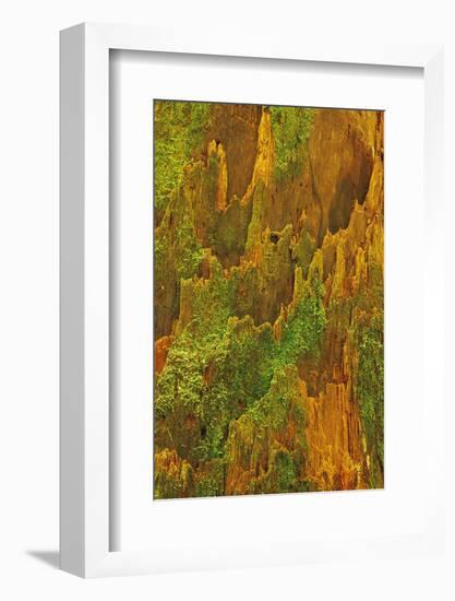 USA, Washington, Olympic National Park. Hemlock Tree Bark with Moss-Jaynes Gallery-Framed Photographic Print