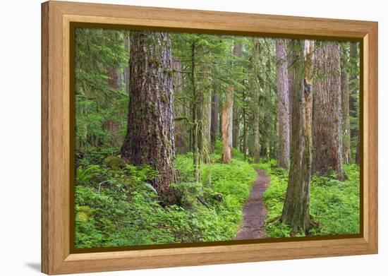 USA, Washington, Olympic National Park. Scenic of Old Growth Forest-Jaynes Gallery-Framed Premier Image Canvas