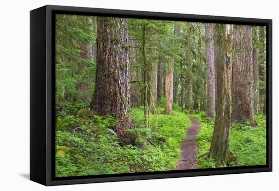 USA, Washington, Olympic National Park. Scenic of Old Growth Forest-Jaynes Gallery-Framed Premier Image Canvas