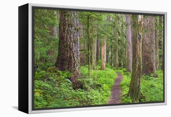 USA, Washington, Olympic National Park. Scenic of Old Growth Forest-Jaynes Gallery-Framed Premier Image Canvas