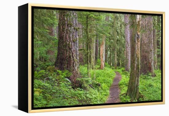 USA, Washington, Olympic National Park. Scenic of Old Growth Forest-Jaynes Gallery-Framed Premier Image Canvas