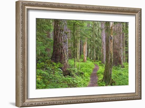 USA, Washington, Olympic National Park. Scenic of Old Growth Forest-Jaynes Gallery-Framed Photographic Print