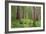 USA, Washington, Olympic National Park. Scenic of Old Growth Forest-Jaynes Gallery-Framed Photographic Print