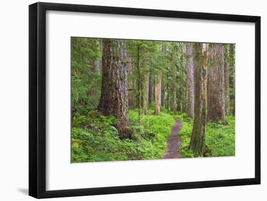 USA, Washington, Olympic National Park. Scenic of Old Growth Forest-Jaynes Gallery-Framed Photographic Print