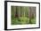 USA, Washington, Olympic National Park. Scenic of Old Growth Forest-Jaynes Gallery-Framed Photographic Print