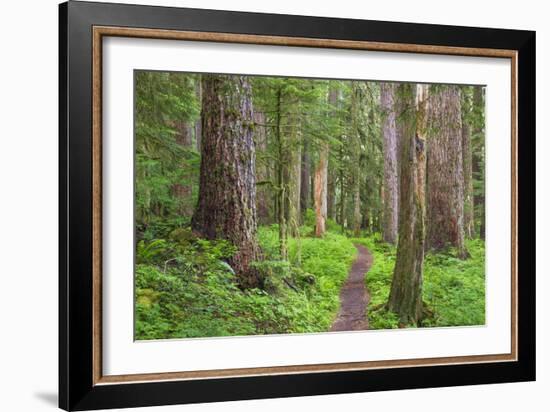 USA, Washington, Olympic National Park. Scenic of Old Growth Forest-Jaynes Gallery-Framed Photographic Print