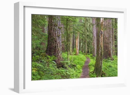 USA, Washington, Olympic National Park. Scenic of Old Growth Forest-Jaynes Gallery-Framed Photographic Print