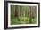 USA, Washington, Olympic National Park. Scenic of Old Growth Forest-Jaynes Gallery-Framed Photographic Print