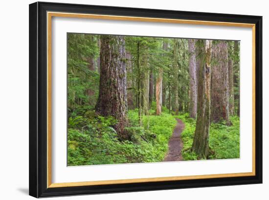 USA, Washington, Olympic National Park. Scenic of Old Growth Forest-Jaynes Gallery-Framed Photographic Print