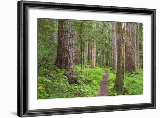 USA, Washington, Olympic National Park. Scenic of Old Growth Forest-Jaynes Gallery-Framed Photographic Print