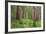 USA, Washington, Olympic National Park. Scenic of Old Growth Forest-Jaynes Gallery-Framed Photographic Print