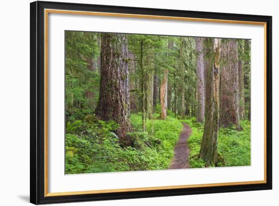 USA, Washington, Olympic National Park. Scenic of Old Growth Forest-Jaynes Gallery-Framed Photographic Print