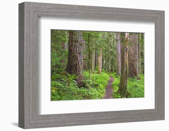 USA, Washington, Olympic National Park. Scenic of Old Growth Forest-Jaynes Gallery-Framed Photographic Print