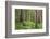 USA, Washington, Olympic National Park. Scenic of Old Growth Forest-Jaynes Gallery-Framed Photographic Print