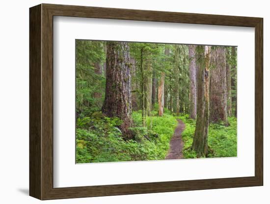 USA, Washington, Olympic National Park. Scenic of Old Growth Forest-Jaynes Gallery-Framed Photographic Print