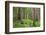 USA, Washington, Olympic National Park. Scenic of Old Growth Forest-Jaynes Gallery-Framed Photographic Print