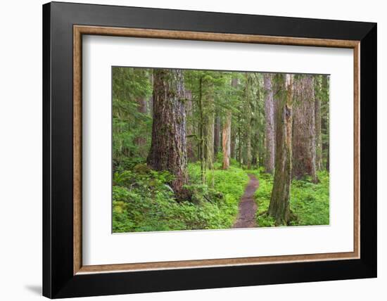 USA, Washington, Olympic National Park. Scenic of Old Growth Forest-Jaynes Gallery-Framed Photographic Print