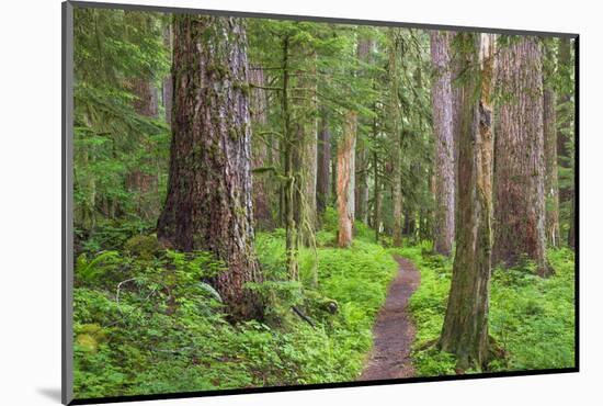 USA, Washington, Olympic National Park. Scenic of Old Growth Forest-Jaynes Gallery-Mounted Photographic Print